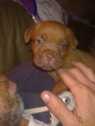 honden foto van jolanda