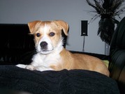 honden foto van hellen