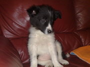 honden foto van Meissie