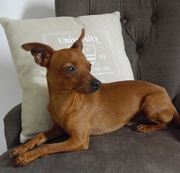 honden foto van Wendy & Sleeper & Sloepy