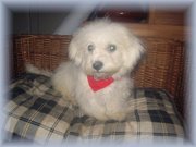 honden foto van maureen