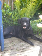 honden foto van Mariska 