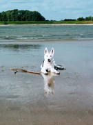 honden foto van Kayleigh