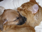 honden foto van Astrid 