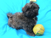 honden foto van jenny