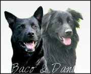 honden foto van Nikki, vrouwtje van Baco & Dani