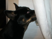 honden foto van liesbeth