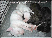 honden foto van miranda