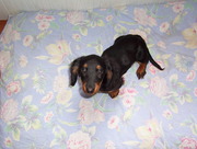 honden foto van jolanda