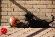 honden foto van silvia