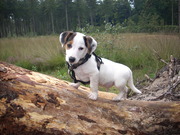 honden foto van Deblaere Mieke