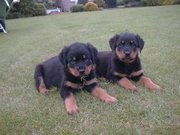 honden foto van spyrotjeuh