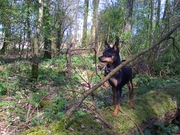 honden foto van Tequila