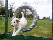 honden foto van Dogs on holiday