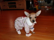 honden foto van jolanda