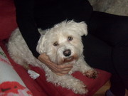 honden foto van anoniem