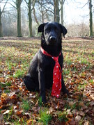 honden foto van Diana Lubberts