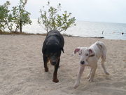 honden foto van steven