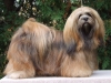 honden foto van Monique van Boxel