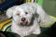 honden foto honden foto van ELLY