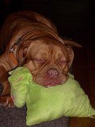 honden foto van bobik