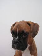 honden foto van kathleen en otis