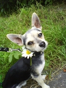 honden foto van Mika en baasje Janine