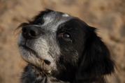 honden foto honden foto van Judith