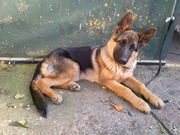 honden foto van Nina