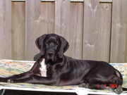 honden foto van Gotcha 