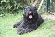 honden foto van Bouvierliefhebber