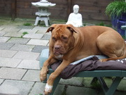 honden foto van melissa