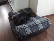 honden foto van michiel