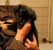 honden foto van Angela en Ody