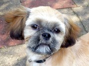 honden foto van Wilma