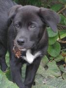 honden foto honden foto van Corina