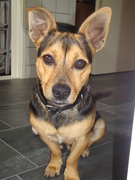 honden foto honden foto van S&Y&S