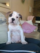 honden foto van ilanit van den beld