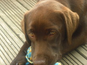 honden foto van Monique