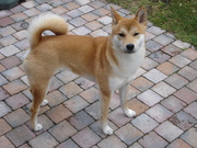 honden foto van Pille Colette