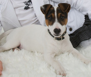 honden foto van Taschke &  Spike