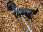 honden foto honden foto van lisanne