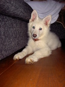 honden foto van Peter