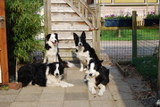 honden foto van Elma