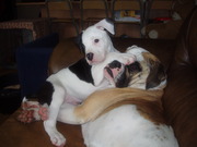 honden foto van Kimberley Hoorn