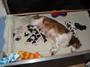 honden foto van Tineke Teunen