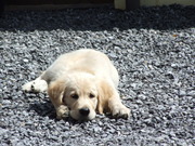 honden foto van Chantal