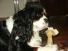 honden foto van Babs