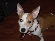 honden foto van hilly