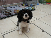 honden foto van doreen